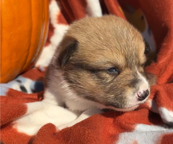 Medium Photo #1 Pembroke Welsh Corgi Puppy For Sale in MIDLOTHIAN, TX, USA
