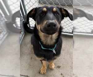 German Shepherd Dog Dogs for adoption in Bakersfield, CA, USA