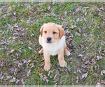 Small #10 Labrador Retriever