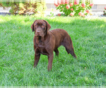 Small Photo #1 Labrador Retriever Puppy For Sale in SYRACUSE, IN, USA