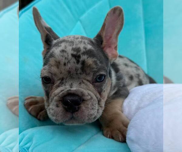 Medium Photo #5 French Bulldog Puppy For Sale in RENTON, WA, USA