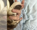 Puppy Puppy 4 Miniature Australian Shepherd