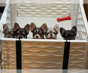 French Bulldog Puppy for sale in CRESTLINE, CA, USA