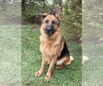 Small #1 German Shepherd Dog