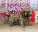 Small Photo #39 Poodle (Toy) Puppy For Sale in CHANUTE, KS, USA