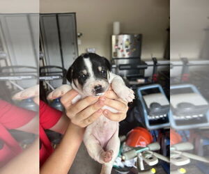 - Mix Dogs for adoption in The Woodlands, TX, USA