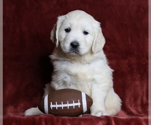 English Cream Golden Retriever Puppy for sale in FREDERICKSBG, OH, USA