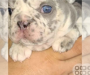 French Bulldog Puppy for sale in KISSIMMEE, FL, USA