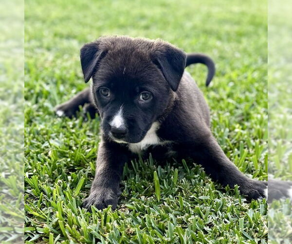 Medium Photo #2 Labrador Retriever-Unknown Mix Puppy For Sale in San Juan Capistrano, CA, USA