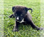 Small #1 Labrador Retriever Mix