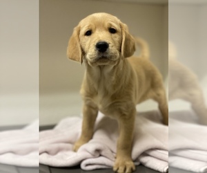 Labrador Retriever Puppy for sale in VISALIA, CA, USA
