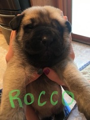 Mastiff Puppy for sale in NICHOLASVILLE, KY, USA
