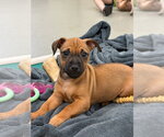 Small #1 Mutt