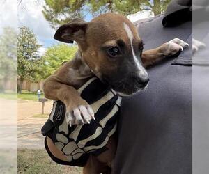 Labrador Retriever Dogs for adoption in Houston, TX, USA