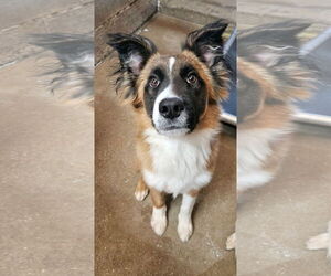 Border Collie-Unknown Mix Dogs for adoption in El Centro, CA, USA
