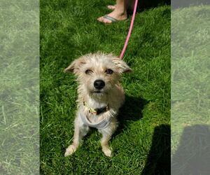 Mutt Dogs for adoption in Minneapolis, MN, USA