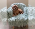 Small Photo #5 Cavapoo Puppy For Sale in SYLMAR, CA, USA
