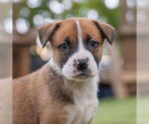 Boxer-Unknown Mix Dogs for adoption in San Diego, CA, USA