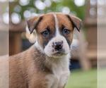Small Boxer Mix