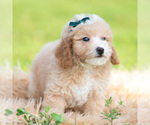 Small #4 Poodle (Miniature)