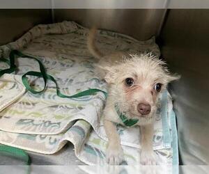 Mutt Dogs for adoption in Pasadena, CA, USA