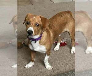 Brooks - Male Jack-A-Bee Dog for Adoption - Photo #8