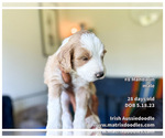 Small Photo #22 F2 Aussiedoodle-Irish Doodle Mix Puppy For Sale in SACRAMENTO, CA, USA