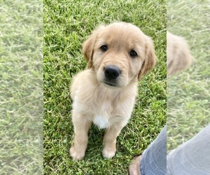 Golden Retriever Puppy for Sale in ARMADA, Michigan USA