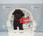 Small #11 Poodle (Toy)
