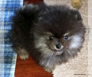 Pomeranian Puppy for sale in OSCODA, MI, USA