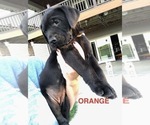 Small Photo #5 Mastador Puppy For Sale in MONTGOMERY, IN, USA