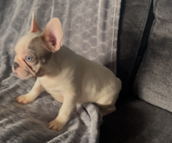 Medium Photo #2 French Bulldog Puppy For Sale in ANTIOCH, CA, USA