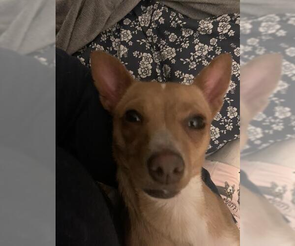 Medium Photo #1 Chihuahua Puppy For Sale in San Antonio, TX, USA