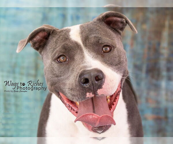 Medium Photo #2 American Pit Bull Terrier-Unknown Mix Puppy For Sale in Anniston, AL, USA