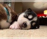 Small Photo #10 Alusky Puppy For Sale in ORLANDO, FL, USA