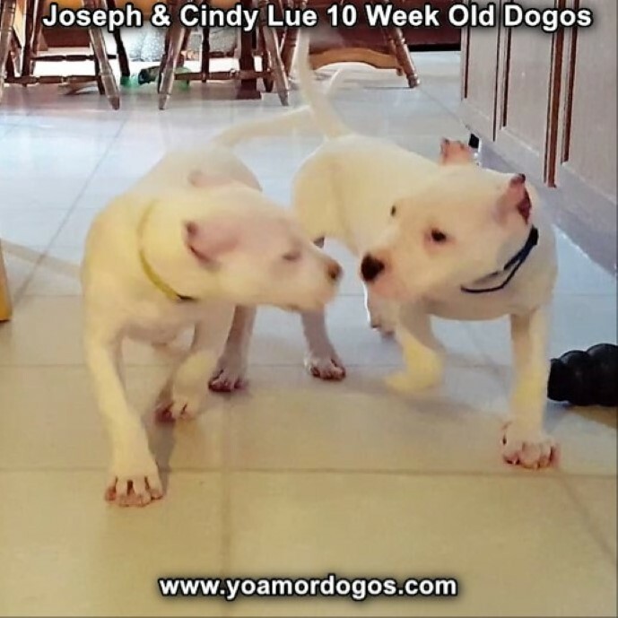 Medium Photo #114 Dogo Argentino Puppy For Sale in PINEVILLE, MO, USA