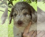 Small Photo #4 Labradoodle Puppy For Sale in LEXINGTON, GA, USA