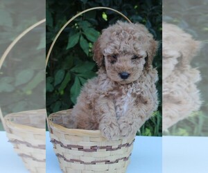 Poodle (Miniature) Puppy for sale in FREDERICKSBURG, OH, USA
