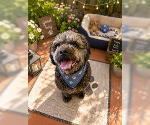 Medium Photo #5 Poodle (Miniature) Puppy For Sale in San Diego, CA, USA