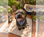 Small #4 Poodle (Miniature)