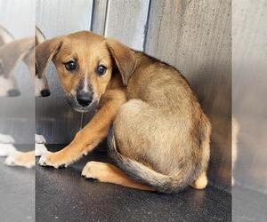 Australian Shepherd-Unknown Mix Dogs for adoption in San Antonio, TX, USA