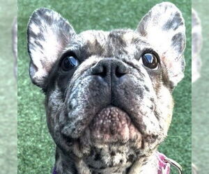 Free-Lance Bulldog Dogs for adoption in Pleasanton, CA, USA
