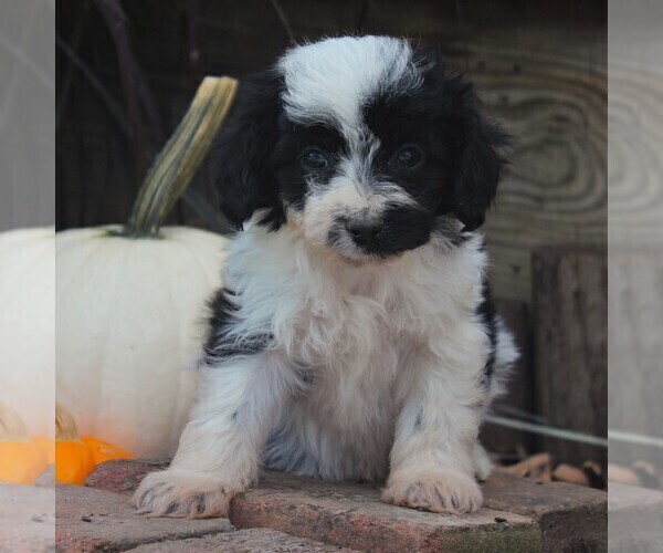 Medium Photo #3 Aussiedoodle Miniature  Puppy For Sale in STRASBURG, PA, USA
