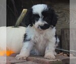 Small Photo #3 Aussiedoodle Miniature  Puppy For Sale in STRASBURG, PA, USA