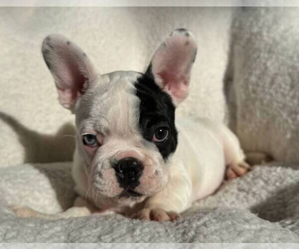 Medium Photo #13 French Bulldog Puppy For Sale in RENTON, WA, USA