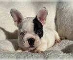 Small Photo #13 French Bulldog Puppy For Sale in RENTON, WA, USA