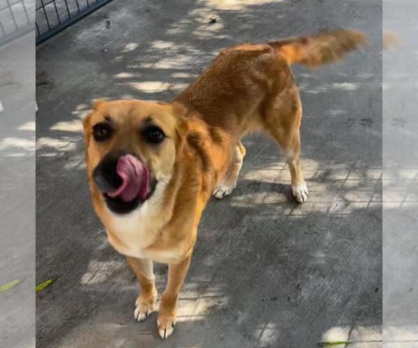 Medium Photo #4 Carolina Dog-German Shepherd Dog Mix Puppy For Sale in Yardley, PA, USA