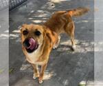 Small #3 Carolina Dog-German Shepherd Dog Mix