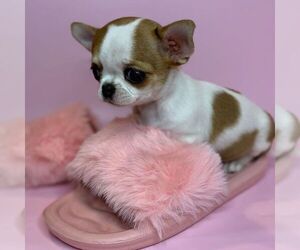 Chihuahua Dogs for adoption in CHICAGO, IL, USA