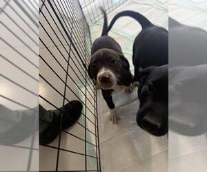 Borador Dogs for adoption in Temple, TX, USA